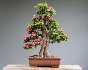 Bonsai Minibaum in Schale